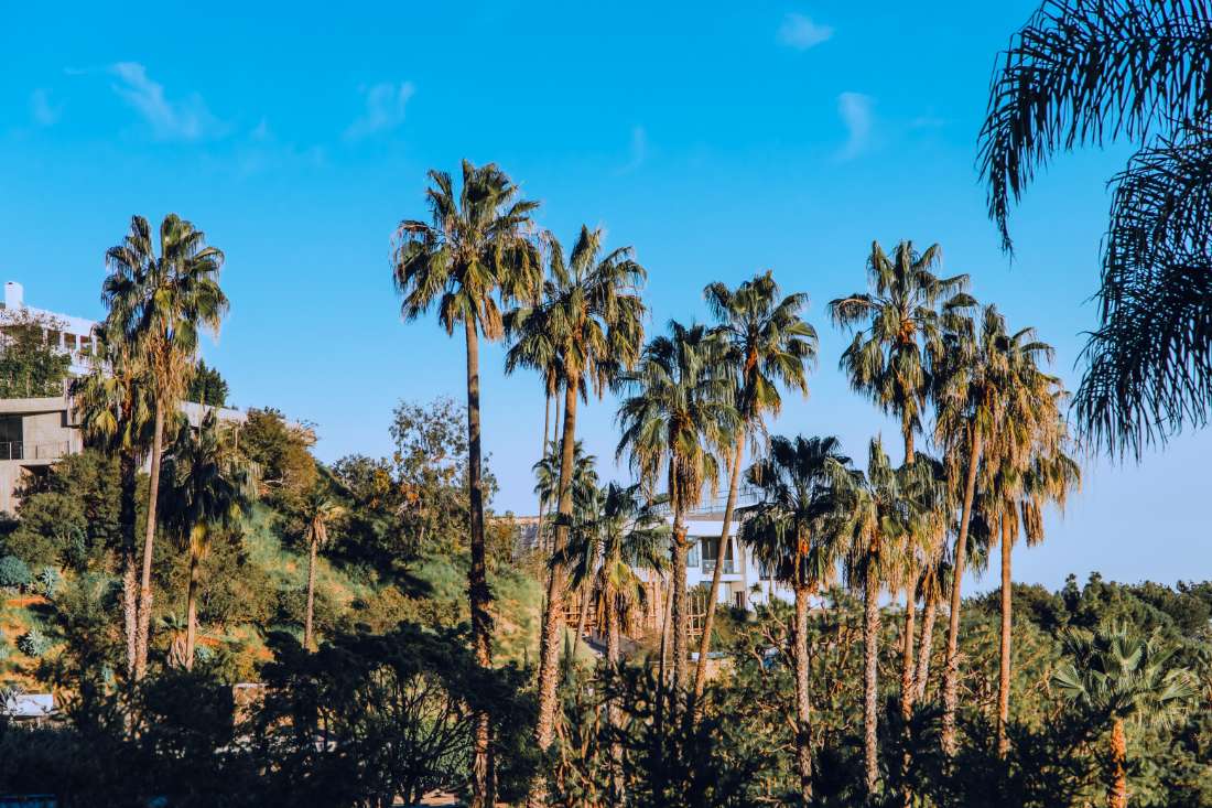 A group of palm trees in the middle of a forest.